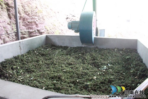 方洞镇：青花椒种植引领农民踏上增收致富路(图3)