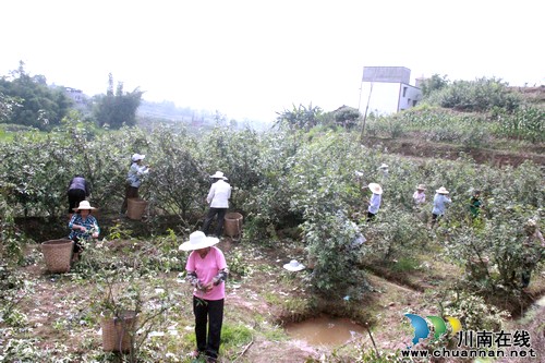 方洞镇：青花椒种植引领农民踏上增收致富路(图1)