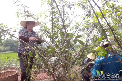 方洞镇：青花椒种植引领农民踏上增收致富路(图2)