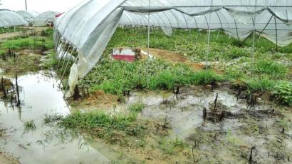 内江:一夜暴雨12万斤西瓜“泡瓜了”(图1) 内江:一夜暴雨12万斤西瓜“泡瓜了”(图1)