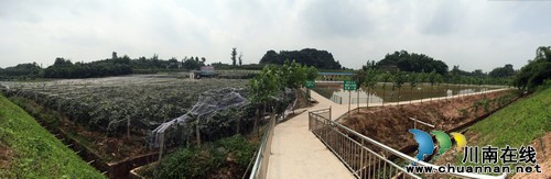 世川葡萄园葡萄熟了 百名网友体验农庄生活(图2) 世川葡萄园葡萄熟了 百名网友体验农庄生活(图2)