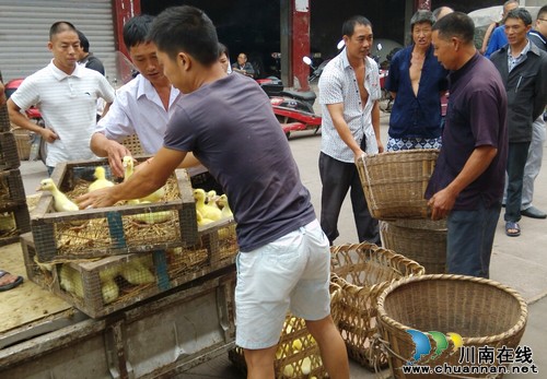 长兴镇：免费发放鹅苗&nbsp;助残疾人家庭增收(图1)