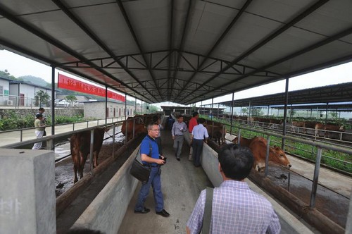 营造“牛”市 宜宾打造中国南方肉牛产业高地(图1) 营造“牛”市 宜宾打造中国南方肉牛产业高地(图1)