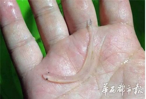 宜宾金沙江发现通体透明鱼&nbsp;市民拿网捕捞(图)(图2)