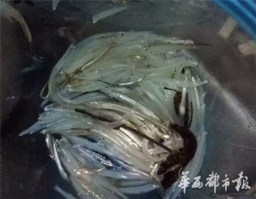 宜宾金沙江发现通体透明鱼&nbsp;市民拿网捕捞(图)(图4)