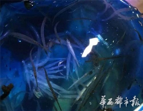 宜宾金沙江发现通体透明鱼&nbsp;市民拿网捕捞(图)(图3)