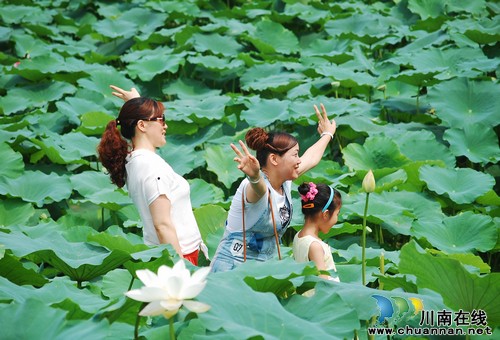 首届合江•荷塘荔色生态旅游周开幕(图9) 首届合江•荷塘荔色生态旅游周开幕(图9)