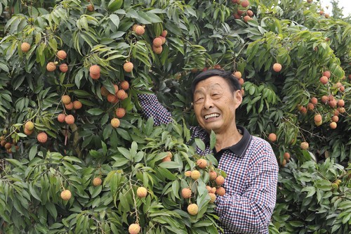 古稀“荔枝王” 炼出致富经(图1) 古稀“荔枝王” 炼出致富经(图1)