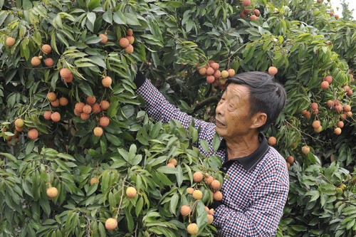 古稀“荔枝王” 炼出致富经(图3) 古稀“荔枝王” 炼出致富经(图3)