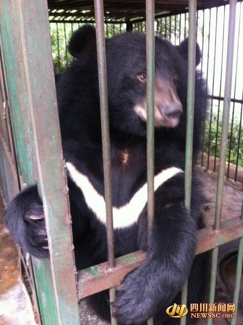 误把黑熊当成狗800元买下 泸州“獒痴”惹麻烦(图3) 误把黑熊当成狗800元买下 泸州“獒痴”惹麻烦(图3)