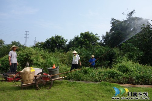 张坝:景区45000余株桂圆树开展夏季统防统治(图1) 张坝:景区45000余株桂圆树开展夏季统防统治(图1)