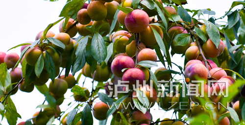 泸州叙永县赤水河首届凤凰李采摘节启幕(图4) 泸州叙永县赤水河首届凤凰李采摘节启幕(图4)