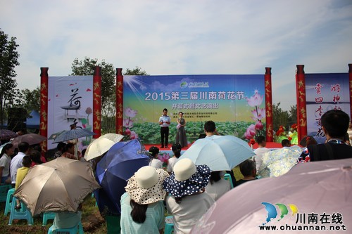 走，到泸县看荷花去！20余万株荷花绽放迎客来(图1)