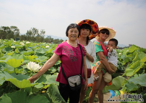 走，到泸县看荷花去！20余万株荷花绽放迎客来(图3)