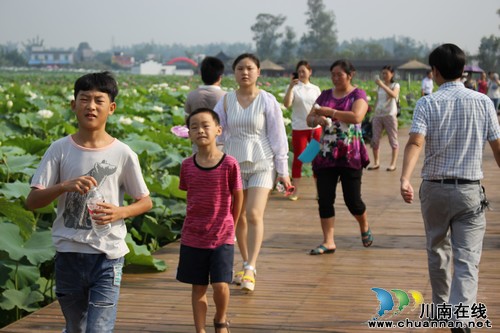 走，到泸县看荷花去！20余万株荷花绽放迎客来(图4)