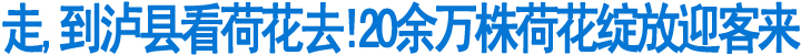 泸县20余万株荷花绽放迎客来(图1)