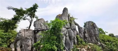 泸州:你知道古蔺原始石林里怪异奇石那些事儿吗?(图1) 泸州:你知道古蔺原始石林里怪异奇石那些事儿吗?(图1)