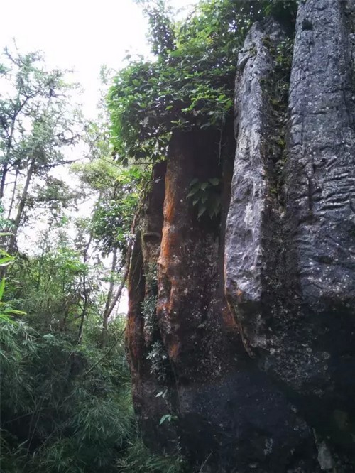 泸州:你知道古蔺原始石林里怪异奇石那些事儿吗?(图3) 泸州:你知道古蔺原始石林里怪异奇石那些事儿吗?(图3)