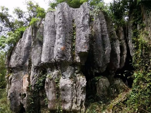 泸州:你知道古蔺原始石林里怪异奇石那些事儿吗?(图4) 泸州:你知道古蔺原始石林里怪异奇石那些事儿吗?(图4)