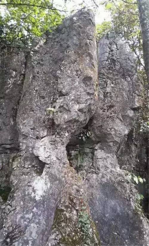 泸州:你知道古蔺原始石林里怪异奇石那些事儿吗?(图10) 泸州:你知道古蔺原始石林里怪异奇石那些事儿吗?(图10)