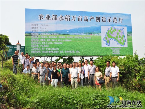 泸县召开水稻高产创建暨新品种展示现场观摩会(图1) 泸县召开水稻高产创建暨新品种展示现场观摩会(图1)