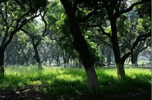 中国房地产十强碧桂园进驻泸州牵手张坝渔子溪(图2) 中国房地产十强碧桂园进驻泸州牵手张坝渔子溪(图2)