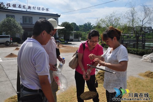泸县2015年整县推进水稻高产创建项目通过省级专家验收(图3)