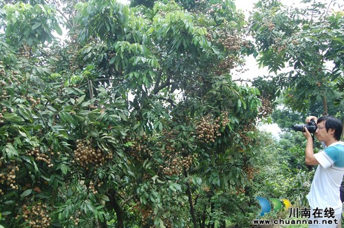泸州:江阳区第三届桂圆旅游文化节精彩推荐(图2) 泸州:江阳区第三届桂圆旅游文化节精彩推荐(图2)