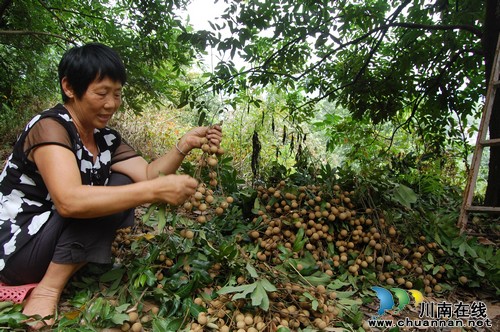 泸州:江阳区第三届桂圆旅游文化节精彩推荐(图4) 泸州:江阳区第三届桂圆旅游文化节精彩推荐(图4)