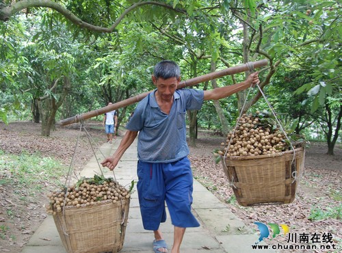 泸州:江阳区第三届桂圆旅游文化节精彩推荐(图5) 泸州:江阳区第三届桂圆旅游文化节精彩推荐(图5)