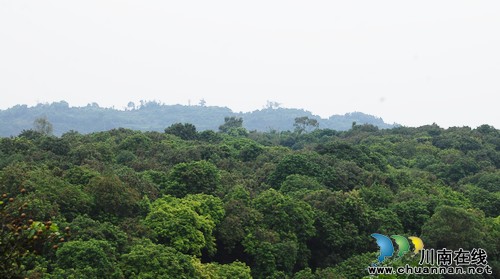 泸州:江阳区第三届桂圆旅游文化节精彩推荐(图3) 泸州:江阳区第三届桂圆旅游文化节精彩推荐(图3)