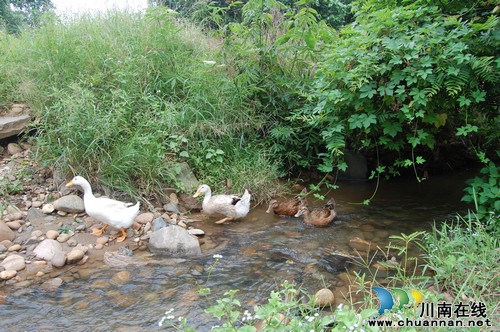 "小天堂"罗湾村：桂圆、河鱼、美食、美景、大院(图12)