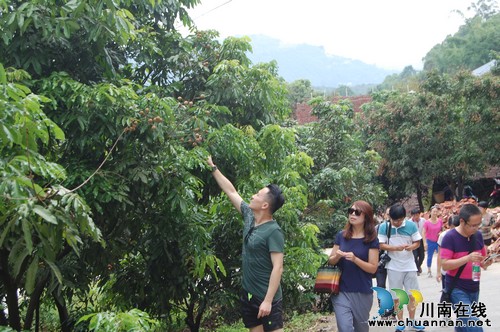 "小天堂"罗湾村：桂圆、河鱼、美食、美景、大院(图1)