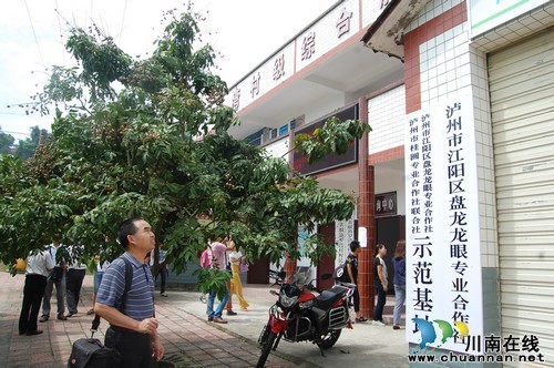"小天堂"罗湾村：桂圆、河鱼、美食、美景、大院(图14)