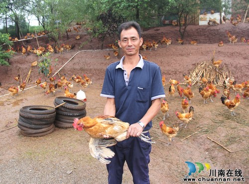 毗卢镇：土鸡“啄”开致富门(图2)