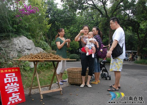 第三届江阳桂圆旅游文化节今日正式开幕(图6) 第三届江阳桂圆旅游文化节今日正式开幕(图6)