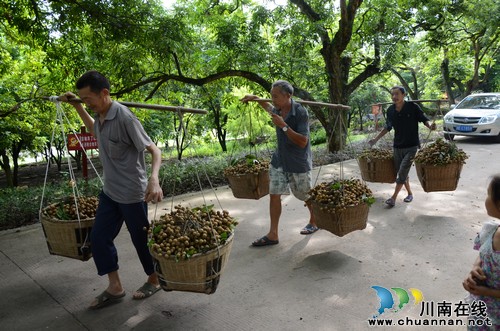 太伏镇：电商助销&nbsp;龙眼销的旺(图1)
