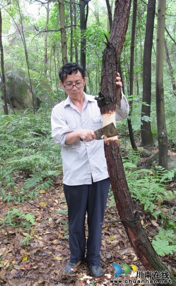华启尧:守望深山的“啄木鸟”(图1) 华启尧:守望深山的“啄木鸟”(图1)