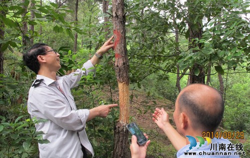 华启尧:守望深山的“啄木鸟”(图4) 华启尧:守望深山的“啄木鸟”(图4)