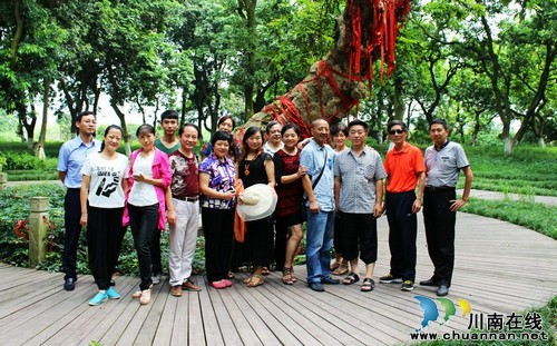 泸州张坝:翡翠长廊桂圆盈枝耀长江(图2) 泸州张坝:翡翠长廊桂圆盈枝耀长江(图2)