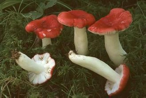 泸州大爷山上捡"红蘑菇"煮汤吃毒倒一家六口人(图2) 泸州大爷山上捡"红蘑菇"煮汤吃毒倒一家六口人(图2)