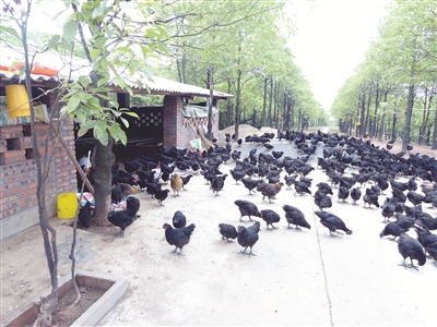 宜宾农民专业合作社发展情况调查(图2) 宜宾农民专业合作社发展情况调查(图2)