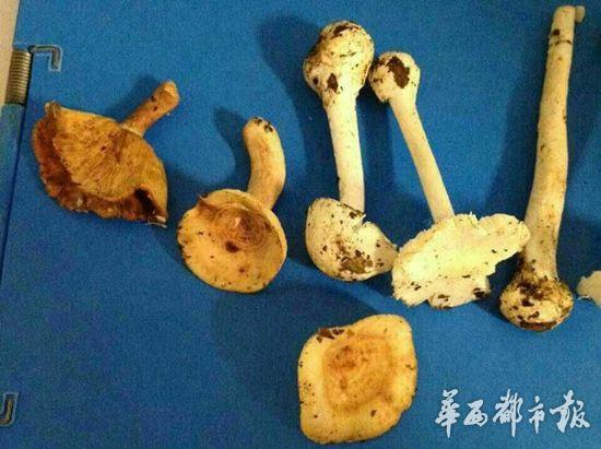 泸州古蔺四人蘑菇中毒 一死一危重(图2) 泸州古蔺四人蘑菇中毒 一死一危重(图)