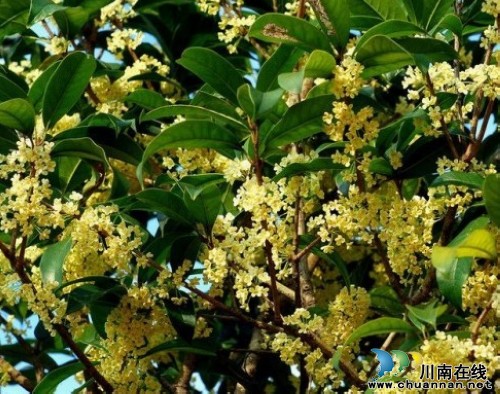 中秋国庆哪里游?纳溪丰乐喝“花酒”!(图2) 中秋国庆哪里游?纳溪丰乐喝“花酒”!(图2)