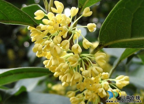 中秋国庆哪里游?纳溪丰乐喝“花酒”!(图1) 中秋国庆哪里游?纳溪丰乐喝“花酒”!(图1)