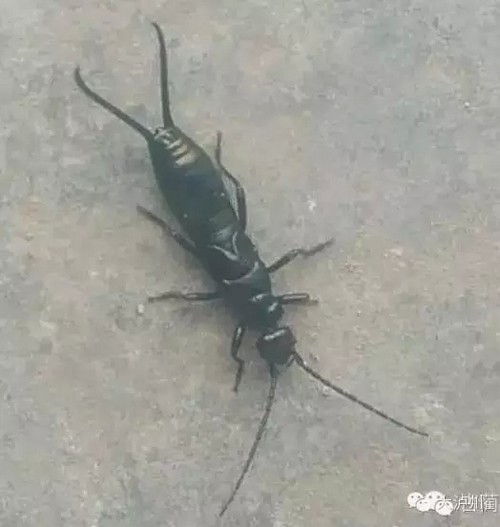 泸州古蔺现怪虫子&nbsp;连专家都不敢肯定是什么(图1)
