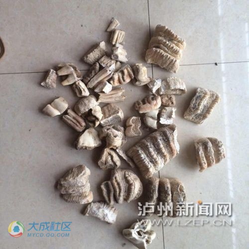 泸州古蔺现奇特动物化石&nbsp;牙齿有五六排(图2)