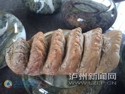 泸州古蔺现奇特动物化石&nbsp;牙齿有五六排(图1)