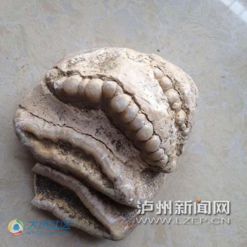 泸州古蔺现奇特动物化石&nbsp;牙齿有五六排(图3)