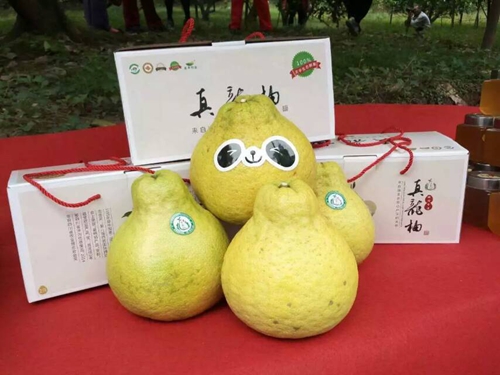 合江密溪:汁多味甜的真龙柚随便吃(图6) 合江密溪:汁多味甜的真龙柚随便吃(图6)